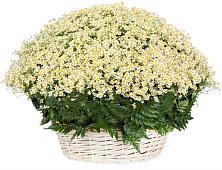 Цветочная композиция из Ромашки в корзине #REPLACE_PRED# Благоево